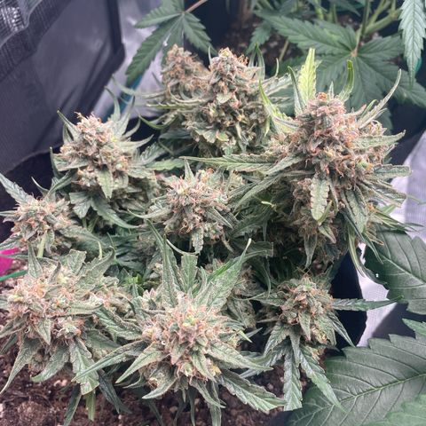 F1 growlog timeline photo