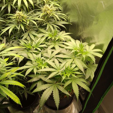 Senna Auto  growlog timeline photo