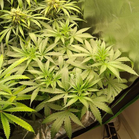 Senna Auto  growlog timeline photo