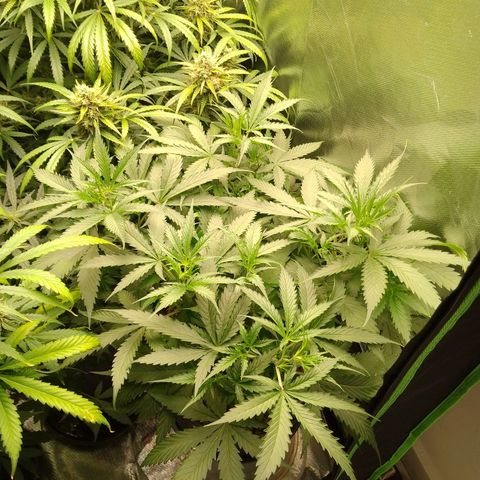 Senna Auto  growlog timeline photo