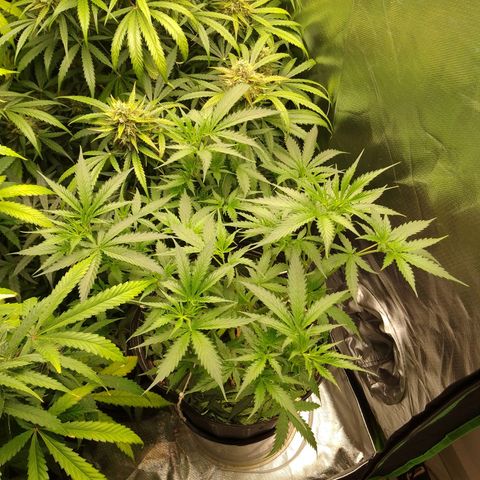 Senna Auto  growlog timeline photo