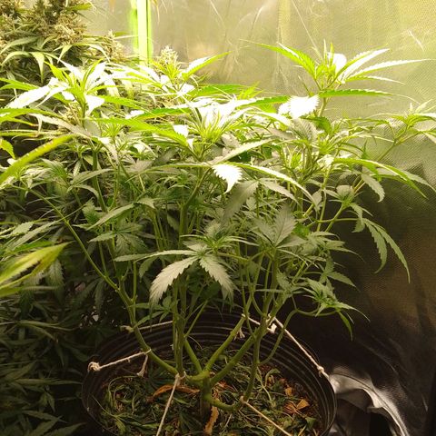 Senna Auto  growlog timeline photo
