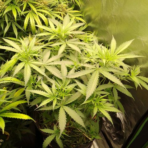 Senna Auto  growlog timeline photo