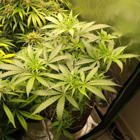 Senna Auto  growlog timeline photo