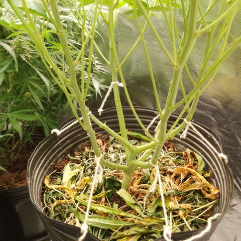 Senna Auto  growlog timeline photo