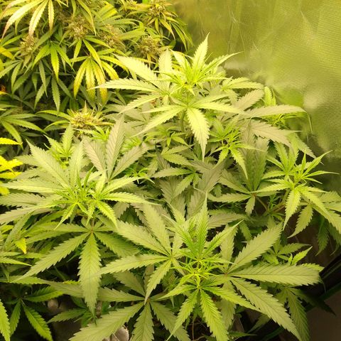 Senna Auto  growlog timeline photo