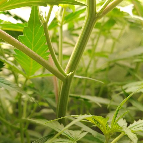 Senna Auto  growlog timeline photo