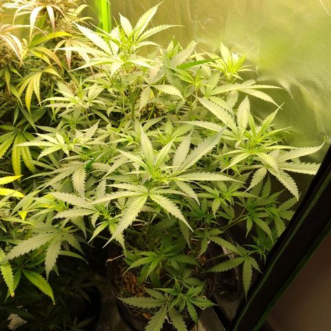Senna Auto  growlog timeline photo