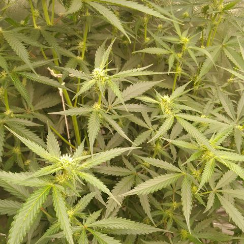 Senna Auto  growlog timeline photo