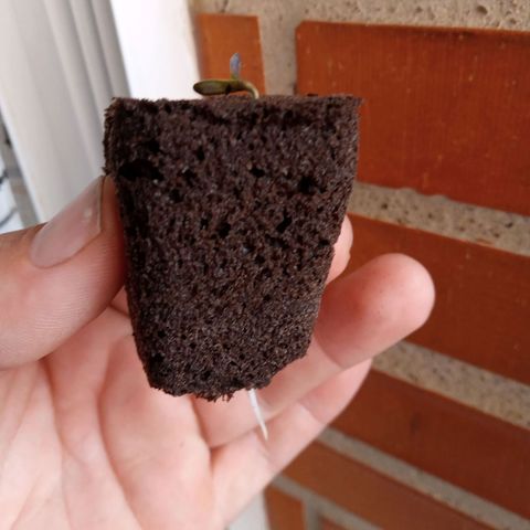 Morpheus growlog timeline photo