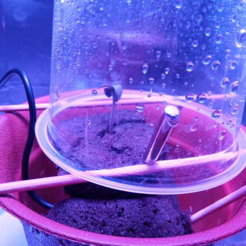 Morpheus growlog timeline photo