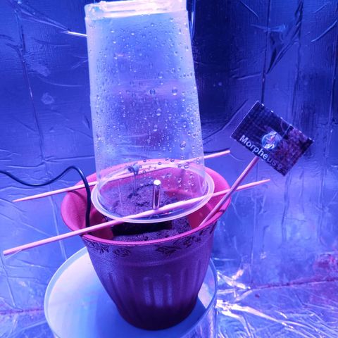 Morpheus growlog timeline photo