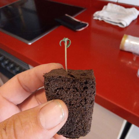 Morpheus growlog photo: Plántula creciendo, paso a tierra, entierro hasta dejar 1 cm de Plántula. maceta tipo yogurt. 