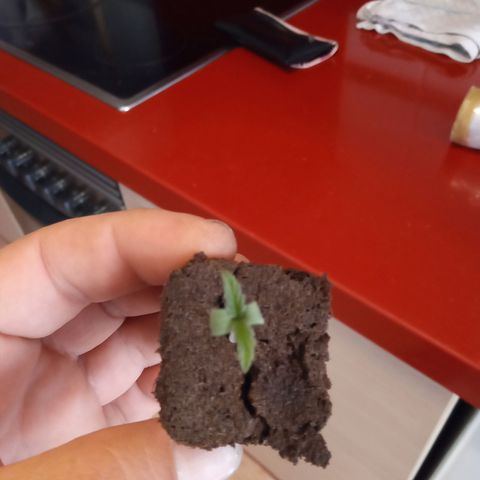 Morpheus growlog photo: Plántula creciendo, paso a tierra, entierro hasta dejar 1 cm de Plántula. maceta tipo yogurt. 