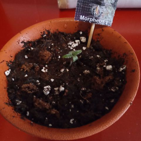 Morpheus growlog timeline photo