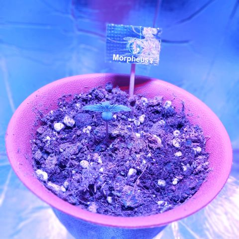 Morpheus growlog photo: Parace que los cotiledones vuelven a empezar a abrirse. Continúa creciendo en tierra sin problema después del trasnplante. 