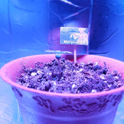 Morpheus growlog photo: Parace que los cotiledones vuelven a empezar a abrirse. Continúa creciendo en tierra sin problema después del trasnplante. 