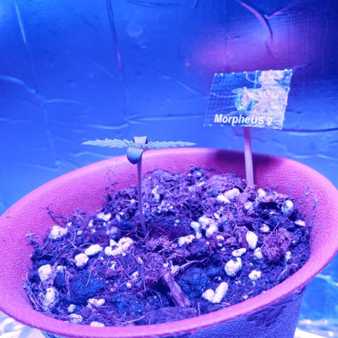 Morpheus growlog timeline photo