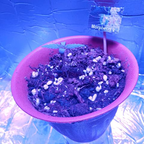 Morpheus growlog timeline photo