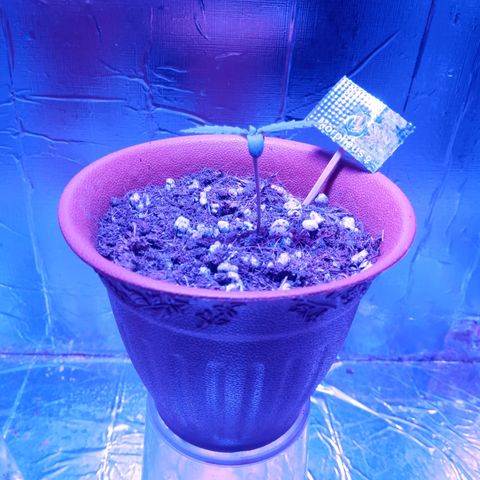 Morpheus growlog timeline photo