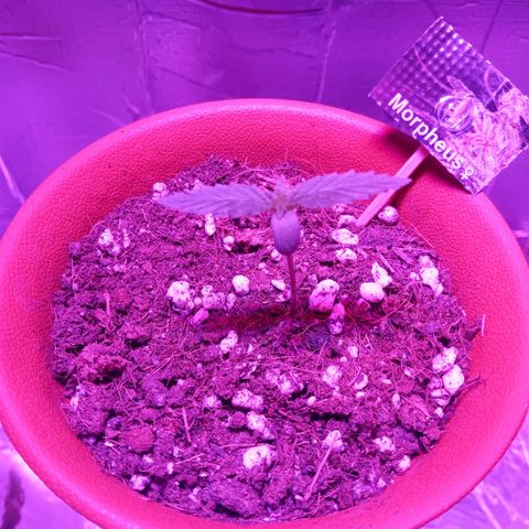 Morpheus growlog timeline photo