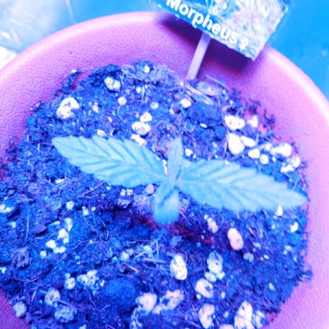 Morpheus growlog timeline photo