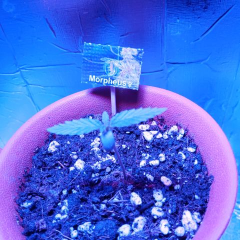 Morpheus growlog timeline photo
