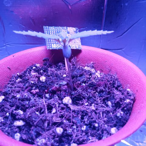 Morpheus growlog timeline photo