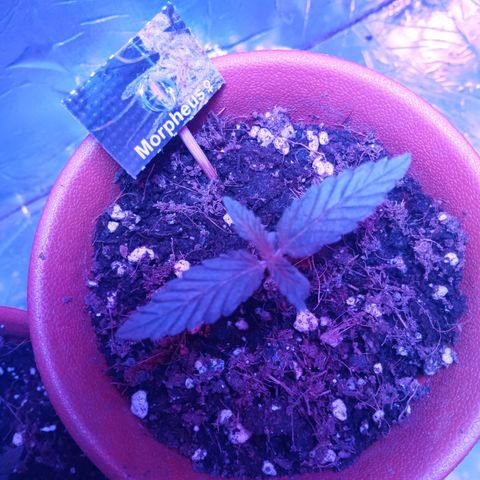 Morpheus growlog timeline photo