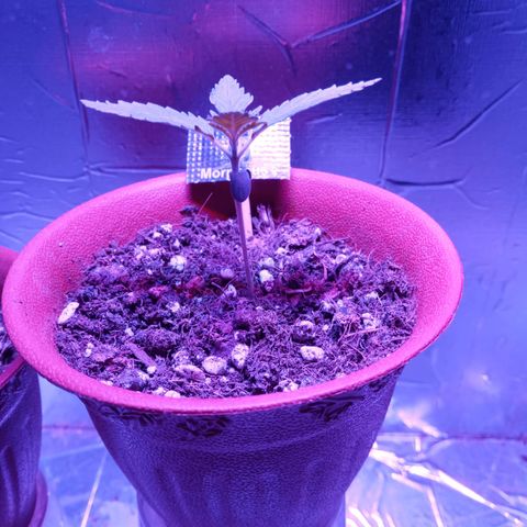 Morpheus growlog timeline photo