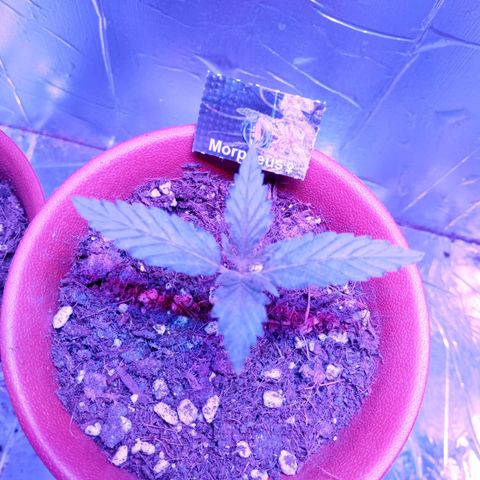 Morpheus growlog timeline photo