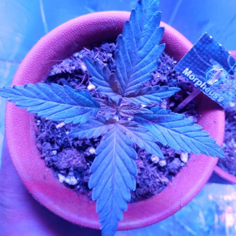 Morpheus growlog timeline photo