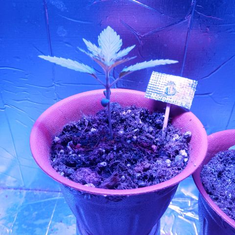 Morpheus growlog timeline photo