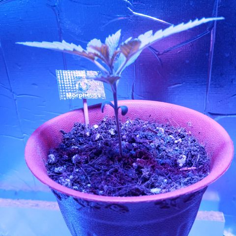 Morpheus growlog timeline photo
