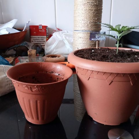 Morpheus growlog timeline photo