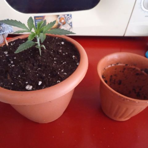 Morpheus growlog timeline photo