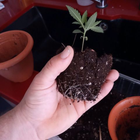 Morpheus growlog timeline photo