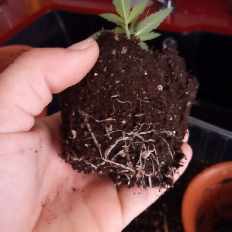 Morpheus growlog timeline photo