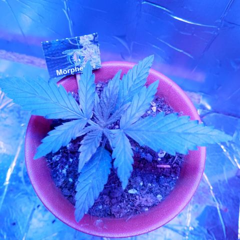 Morpheus growlog timeline photo