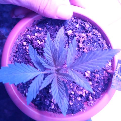 Morpheus growlog timeline photo