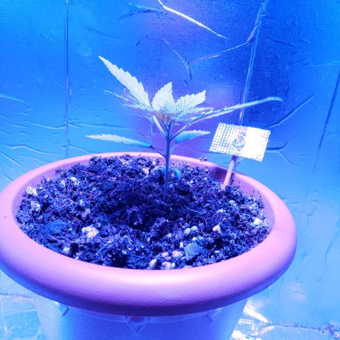 Morpheus growlog timeline photo