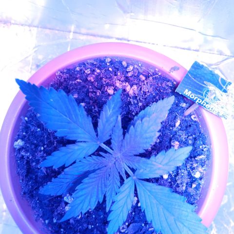 Morpheus growlog timeline photo