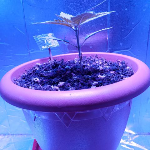 Morpheus growlog timeline photo