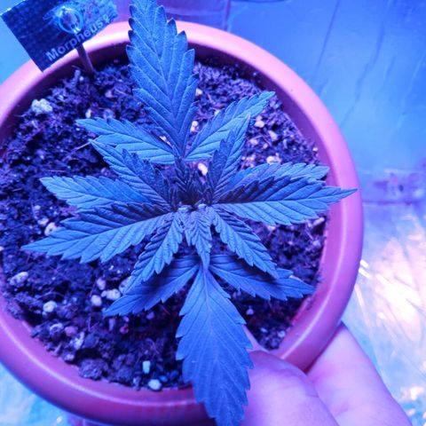 Morpheus growlog timeline photo