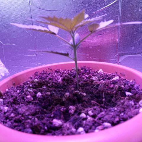 Morpheus growlog timeline photo