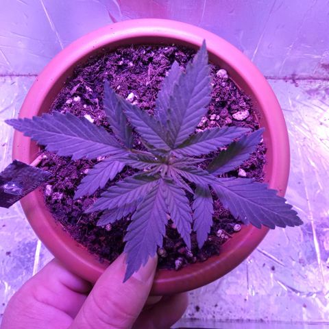 Morpheus growlog timeline photo