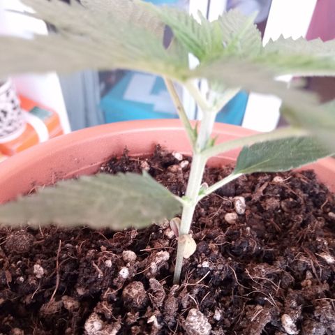 Morpheus growlog timeline photo