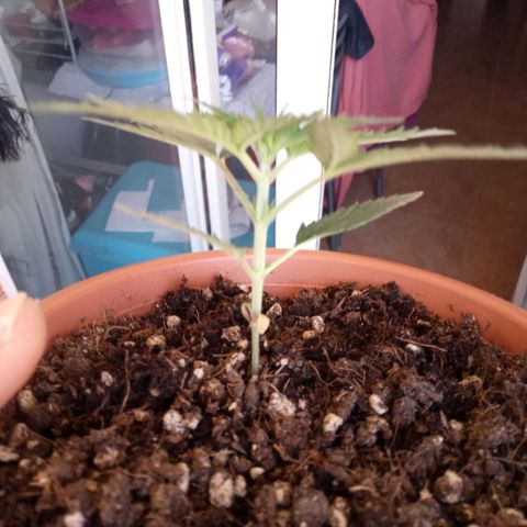 Morpheus growlog timeline photo