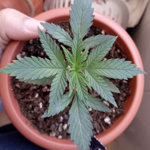 Morpheus growlog timeline photo