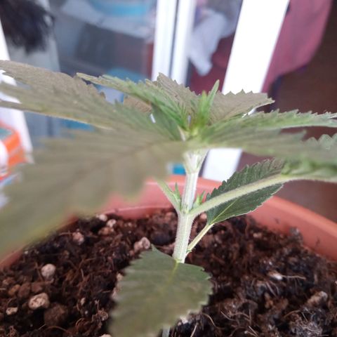 Morpheus growlog timeline photo